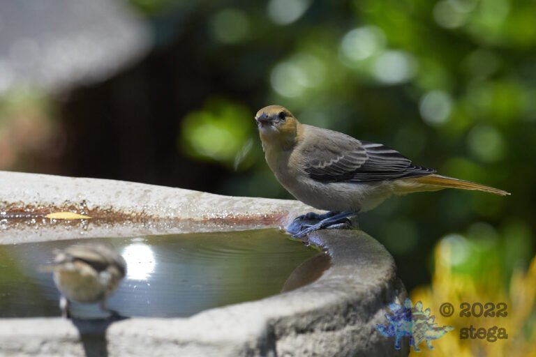Female Bullock’s Oriole