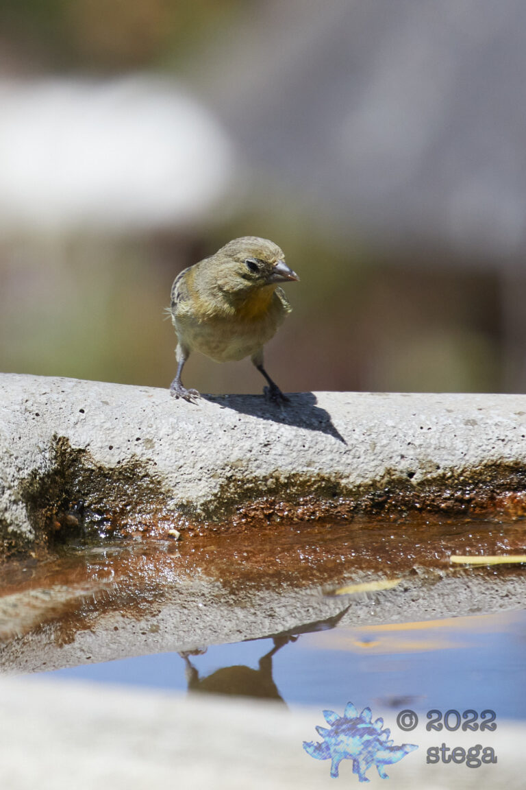 Lesser Goldfinch
