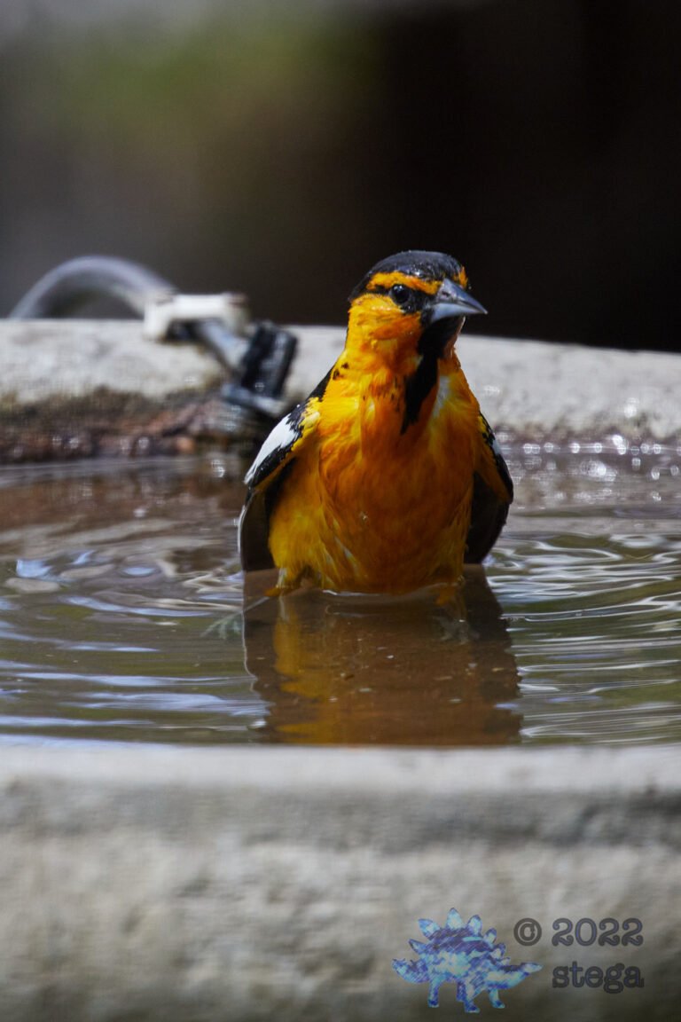 Bullock’s Oriole