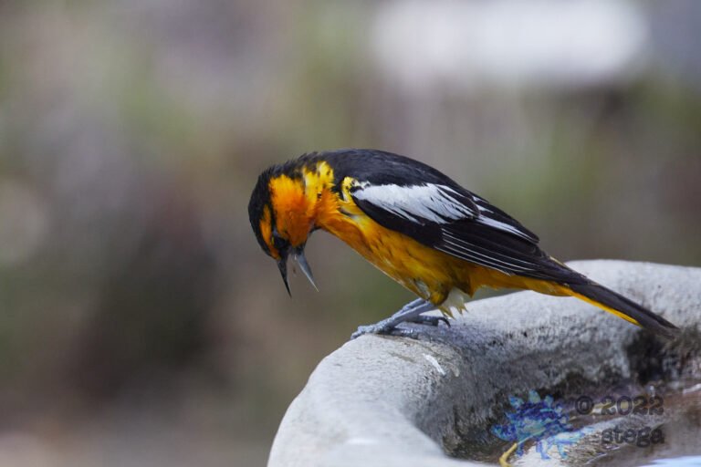Bullock’s Oriole