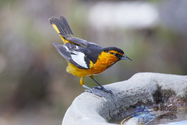 Bullock’s Oriole