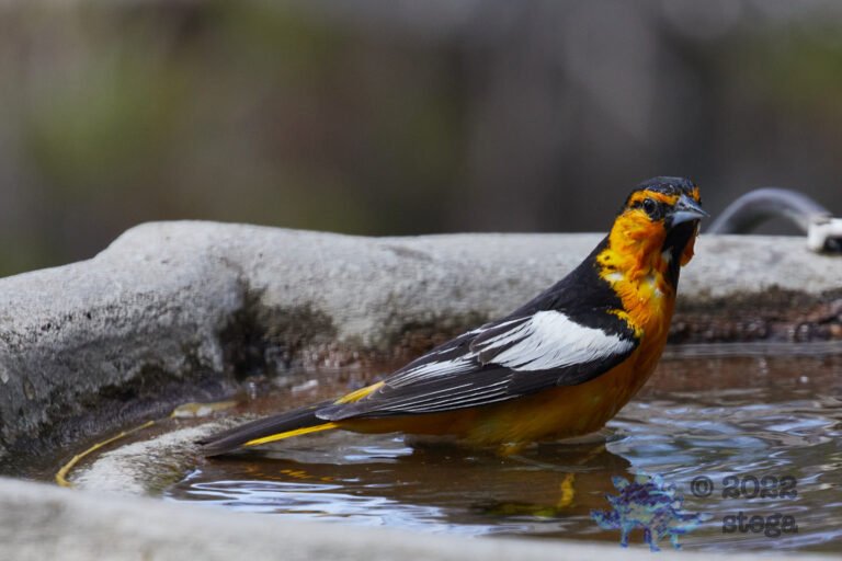 Bullock’s Oriole