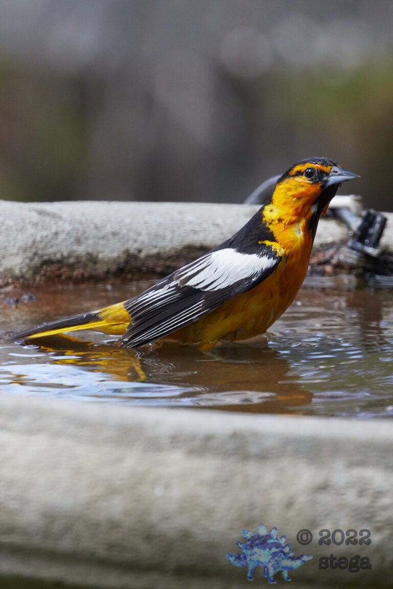 Bullock’s Oriole