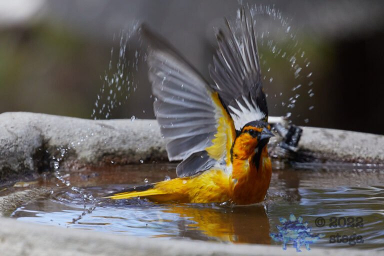 Bullock’s Oriole