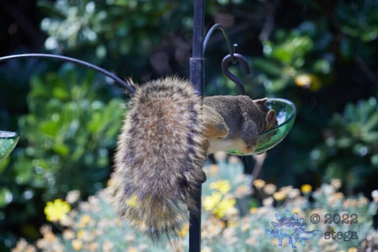 Fox Squirrel