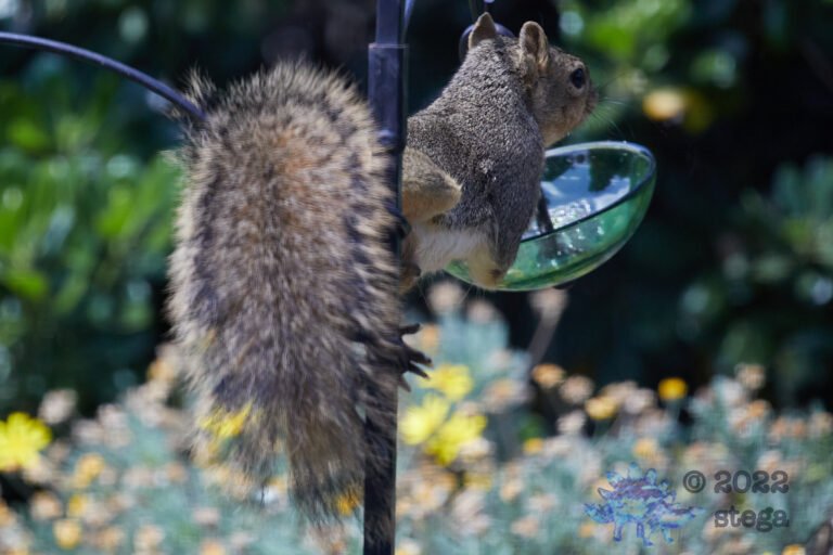 Fox Squirrel