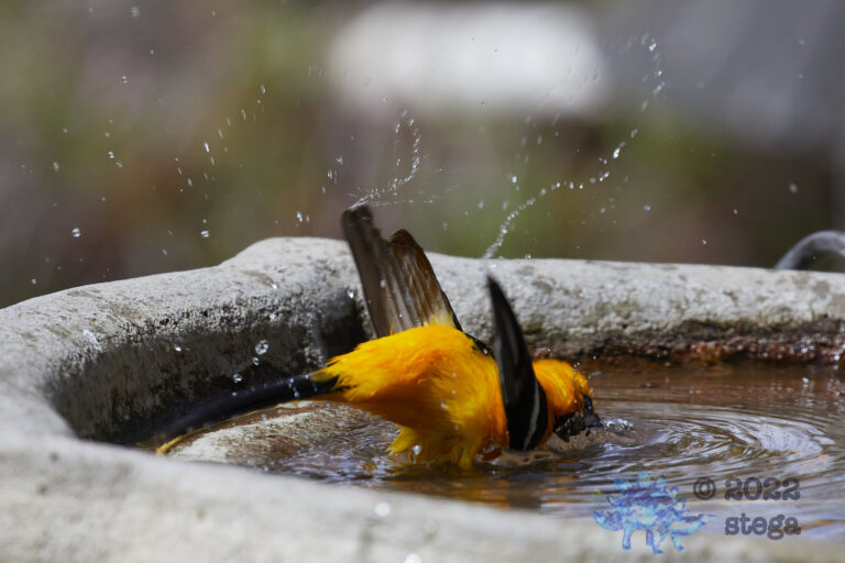 Hooded Oriole