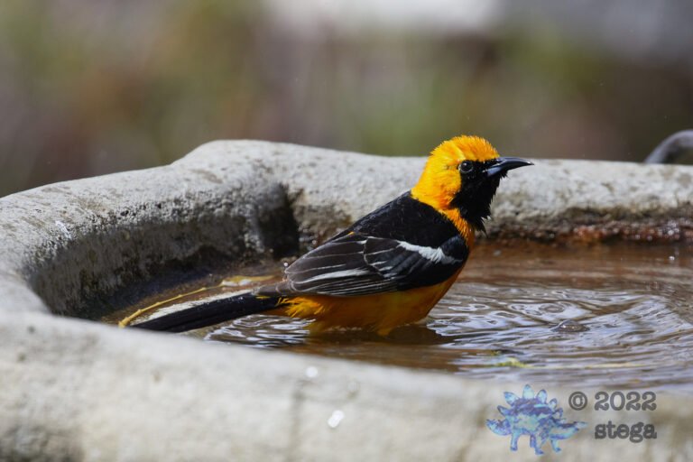 Hooded Oriole