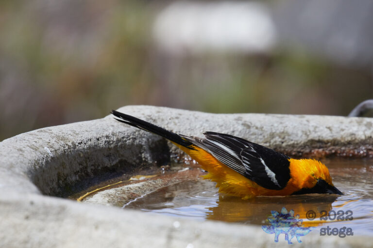 Hooded Oriole