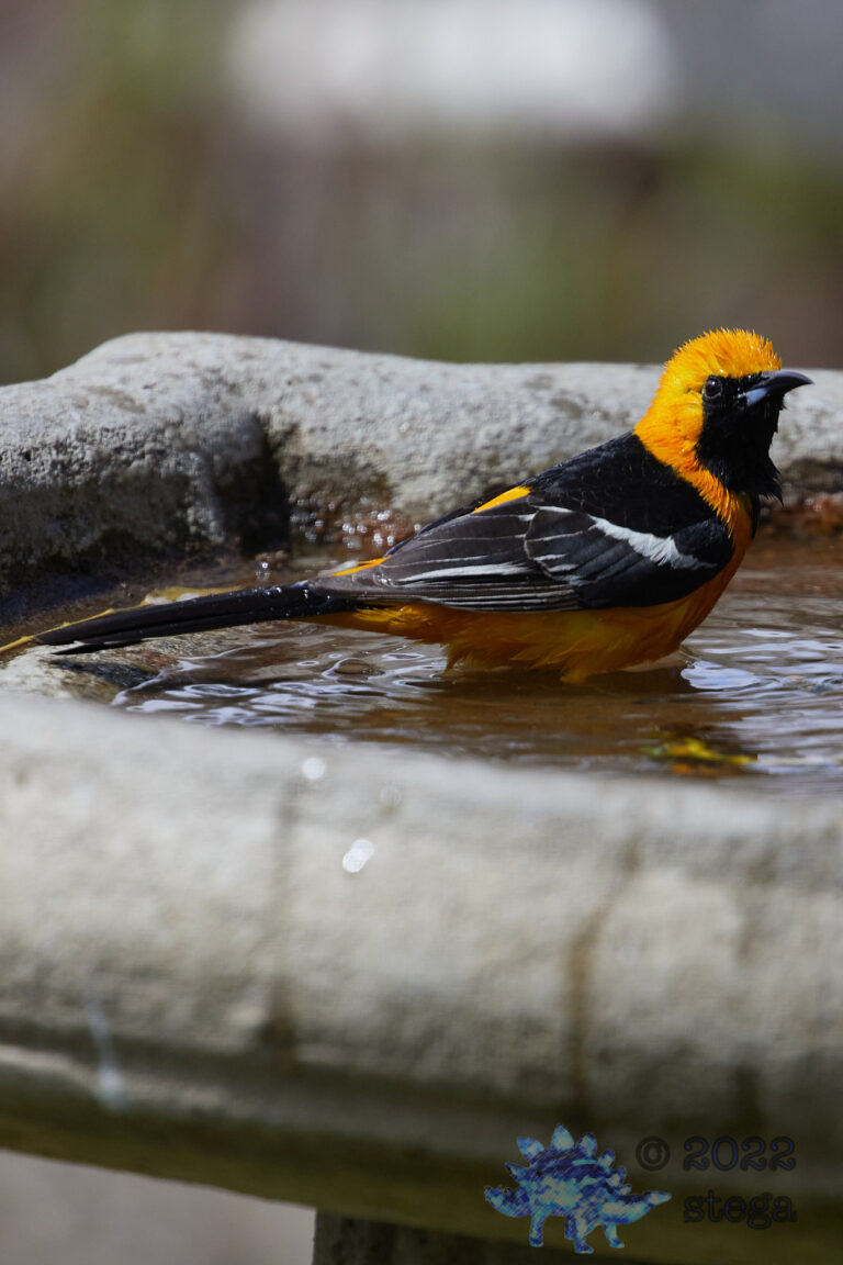 Hooded Oriole