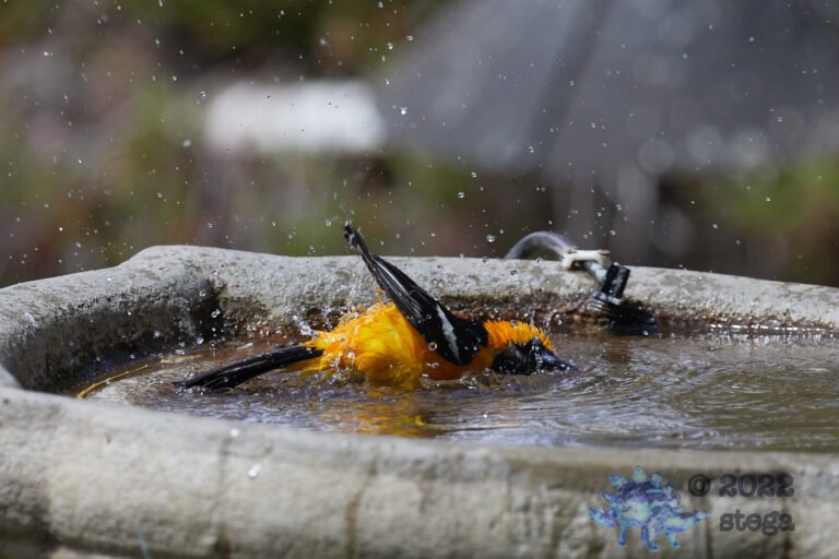 Hooded Oriole