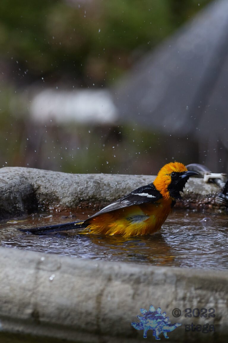 Hooded Oriole
