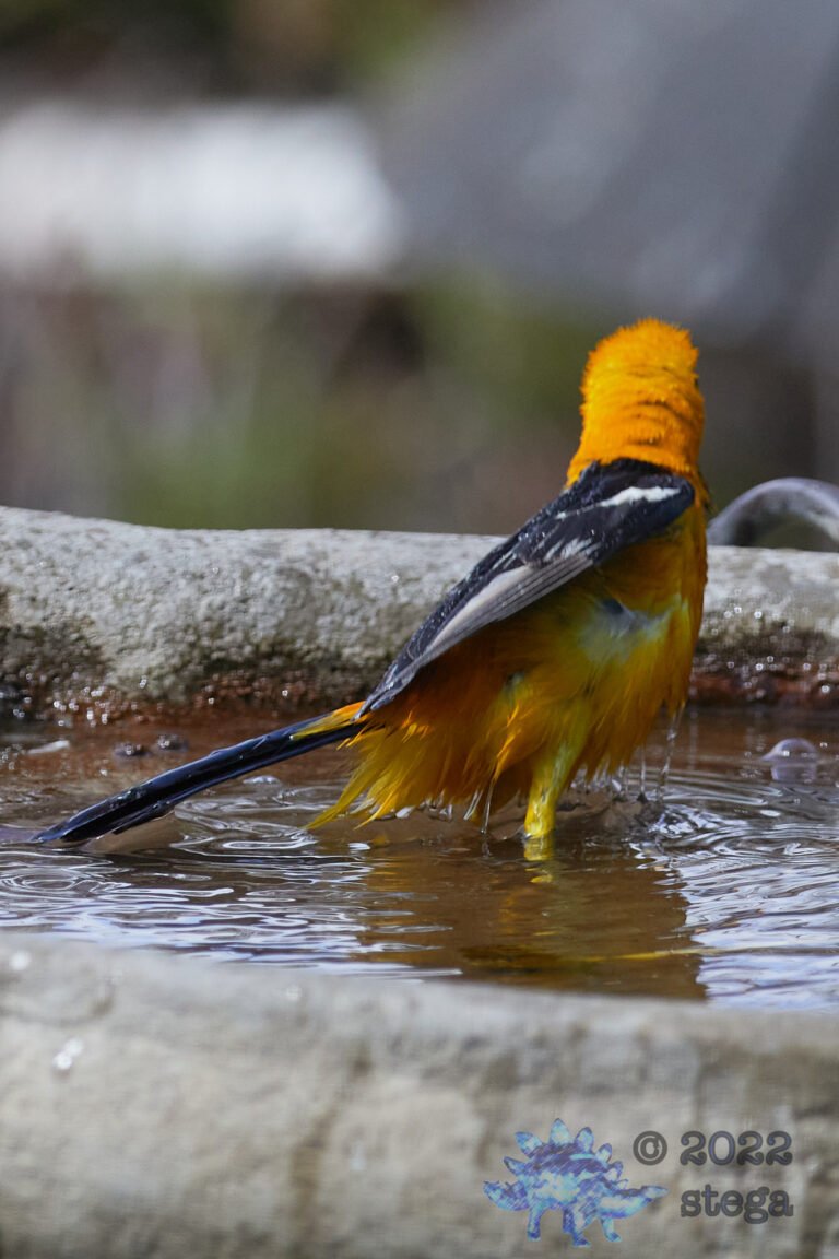 Hooded Oriole