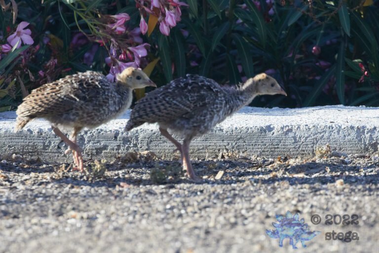 Young Turkeys