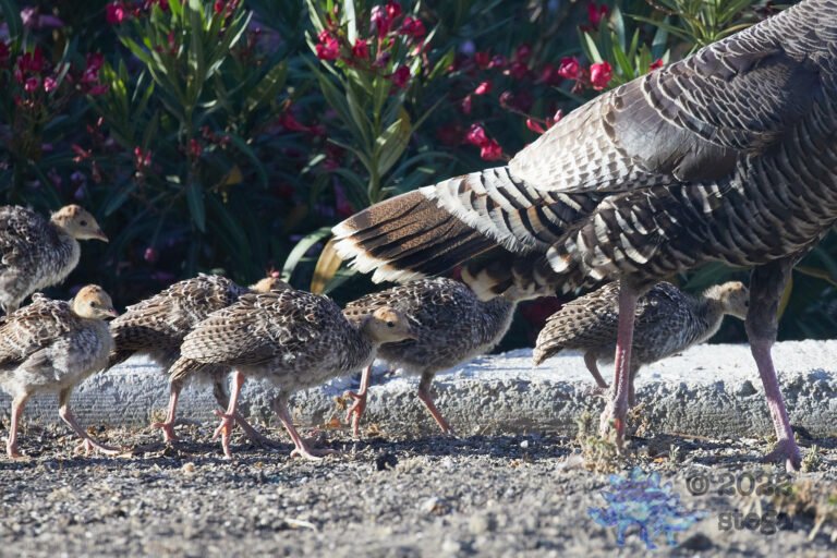 Young Turkeys