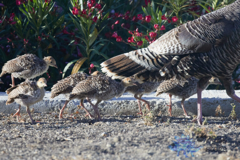 Turkeys and Mum