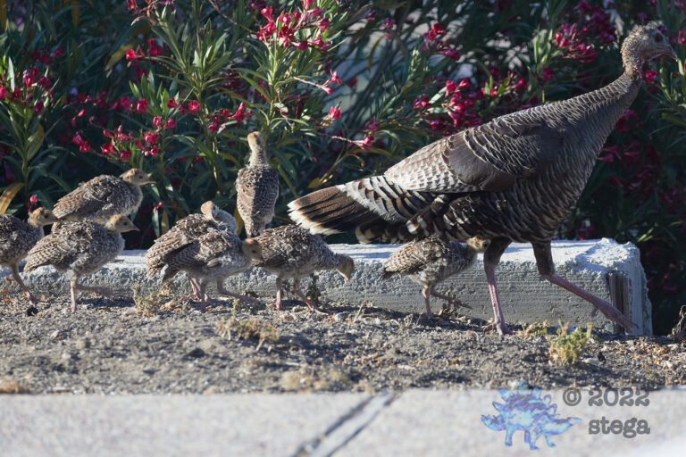 Turkey Family