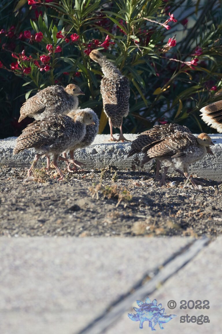 Young Turkeys