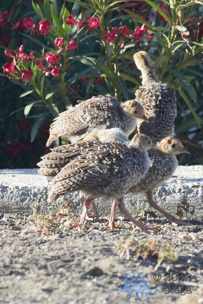 Young Turkeys