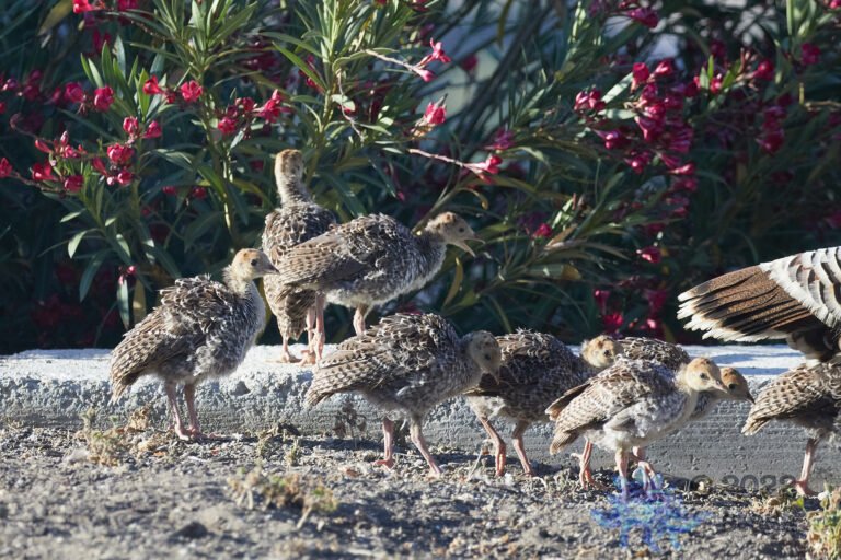 Young Turkeys