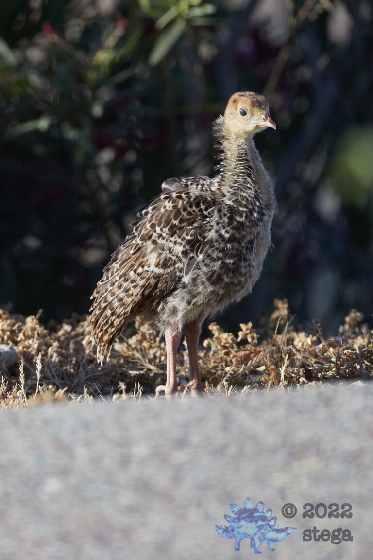 Spring Turkey