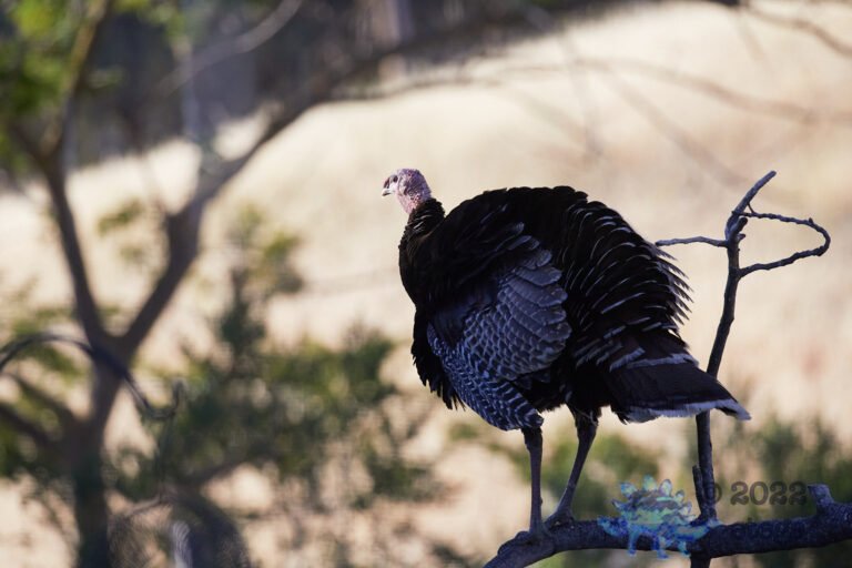 Turkey Boy