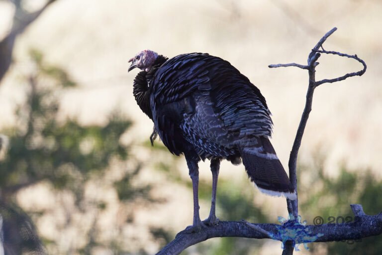 Turkey Lookout
