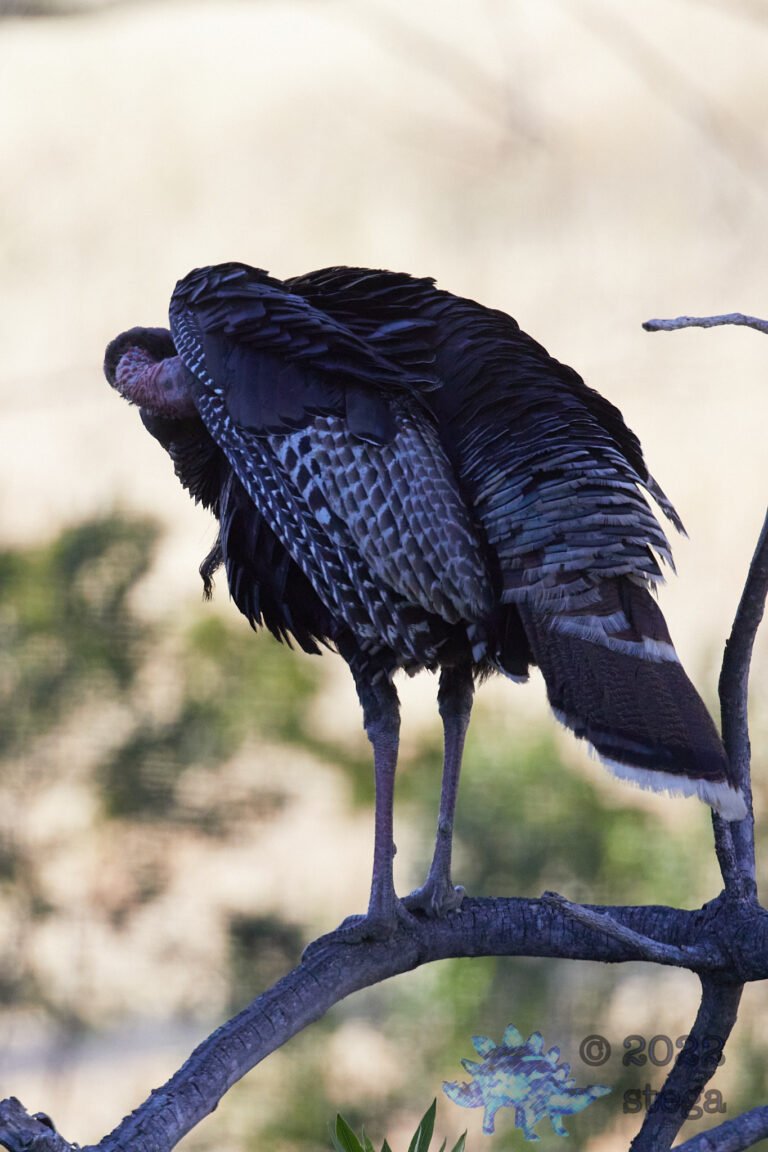 Preening Turkey