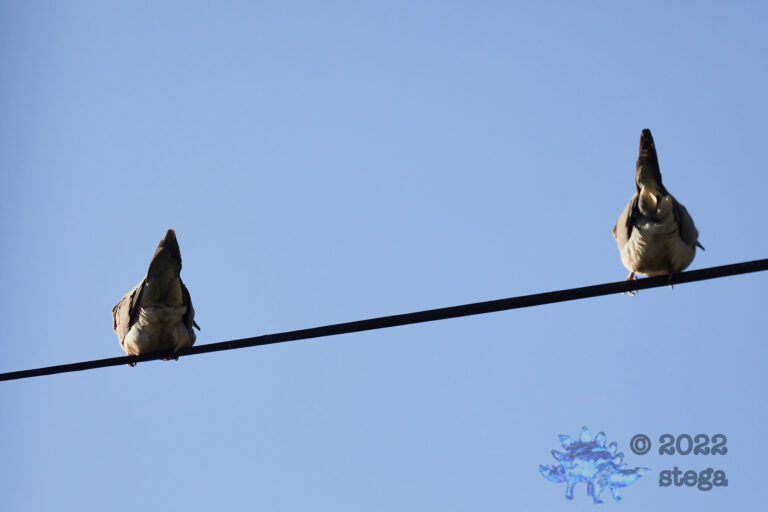 Mourning Dove Butts