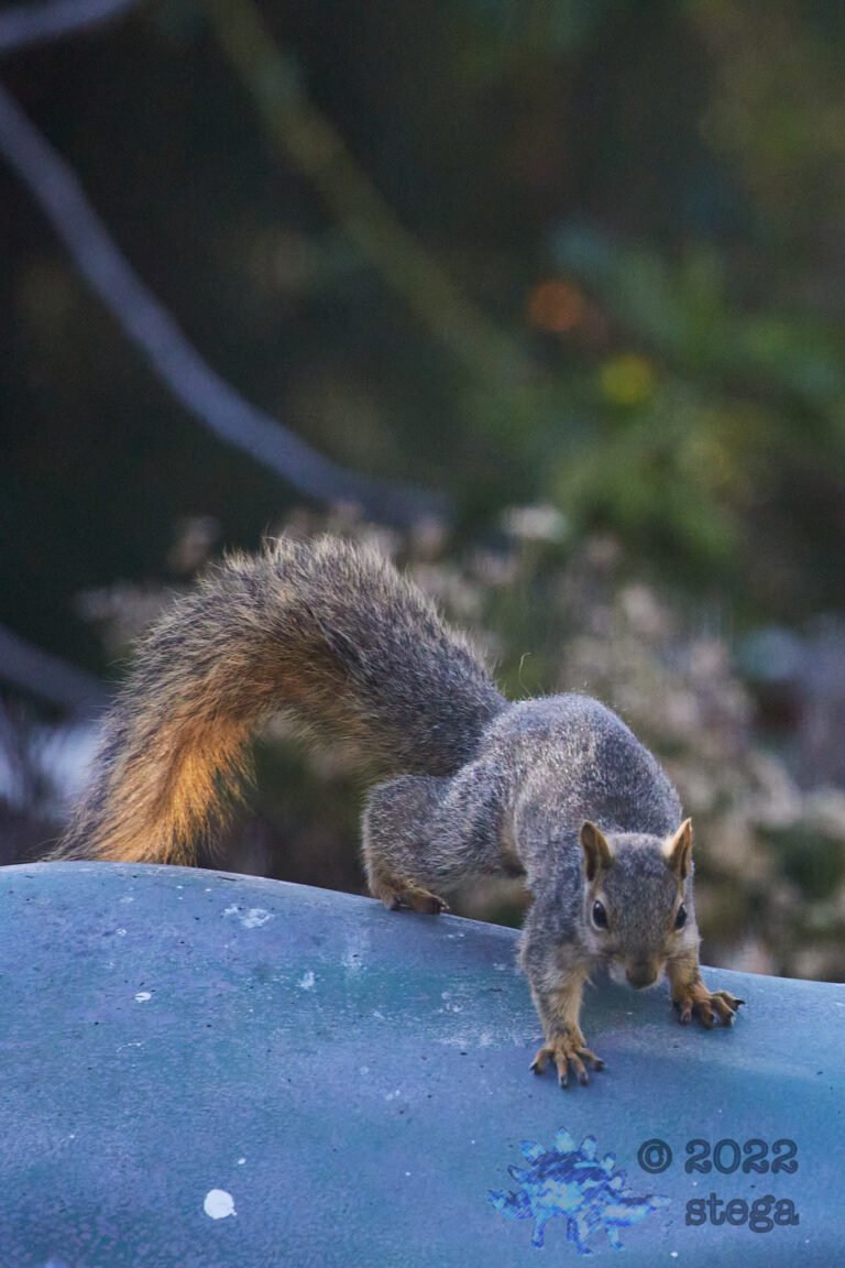 Fox Squirrel