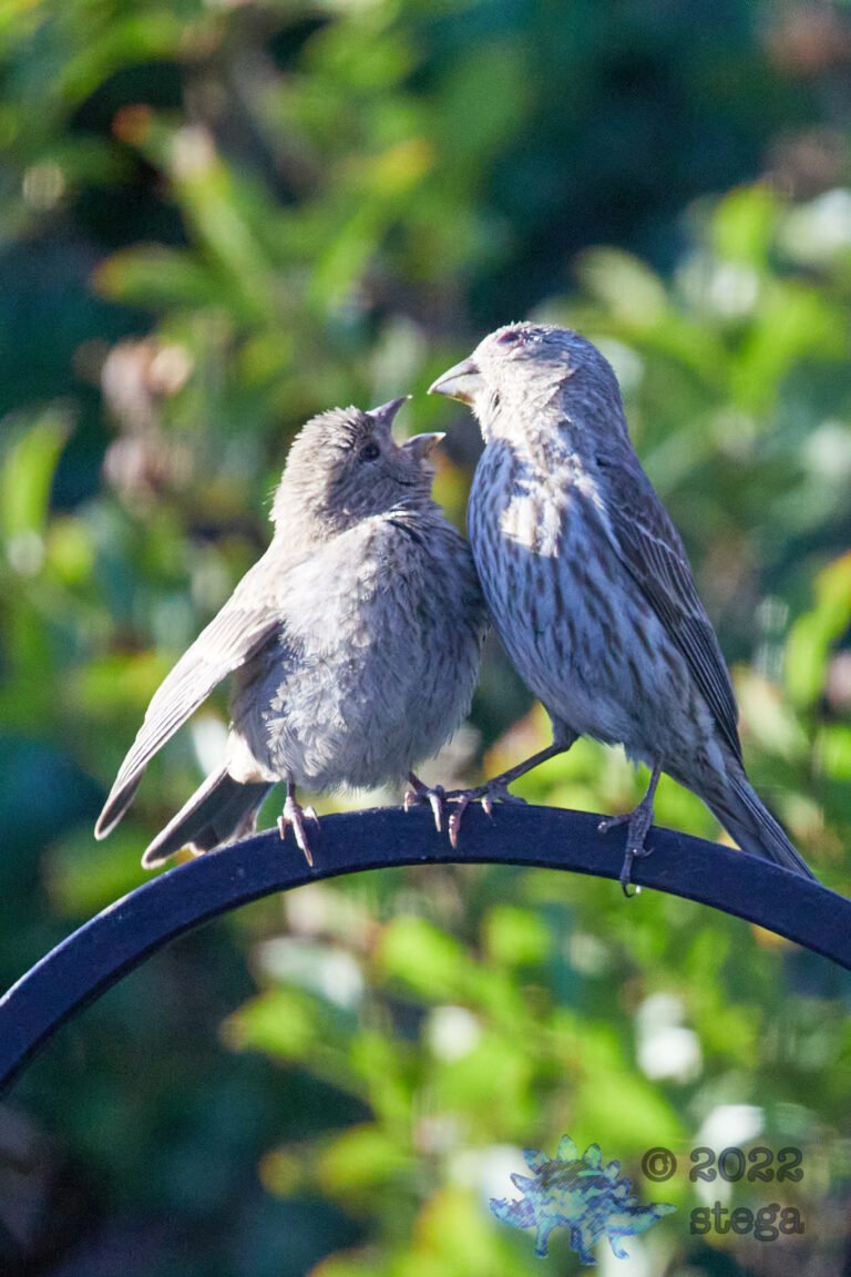 House Finch