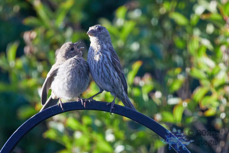 House Finch