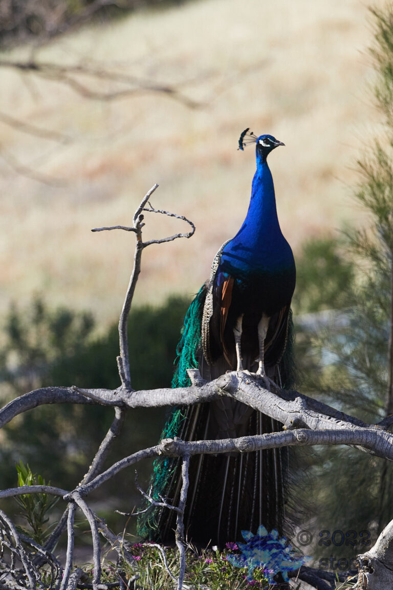 Peacock