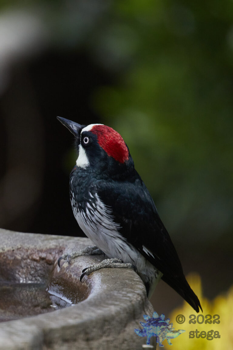 Acorn Woodpecker
