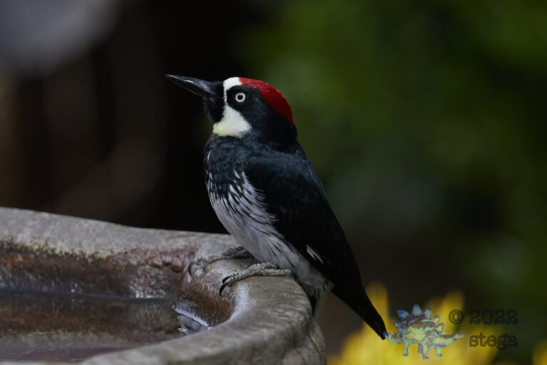 Acorn Woodpecker