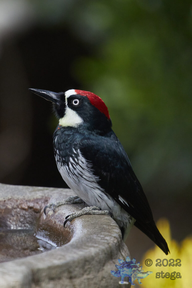 Acorn Woodpecker