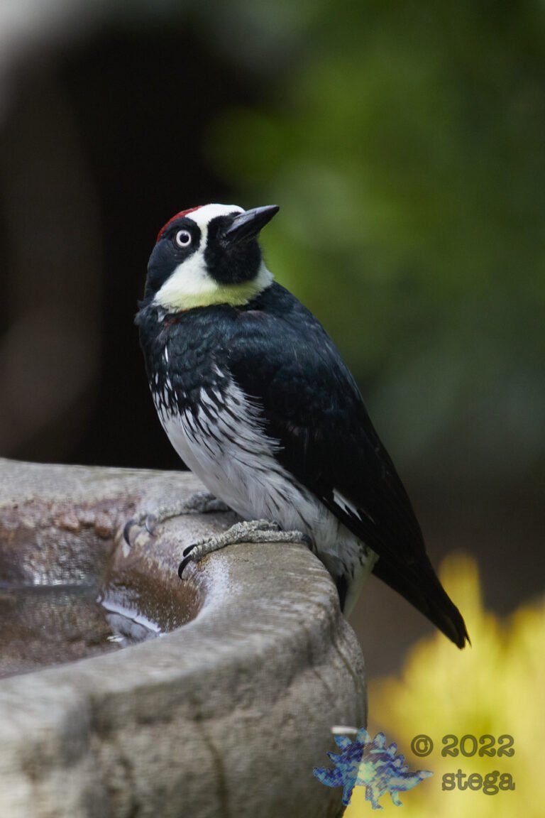 Acorn Woodpecker