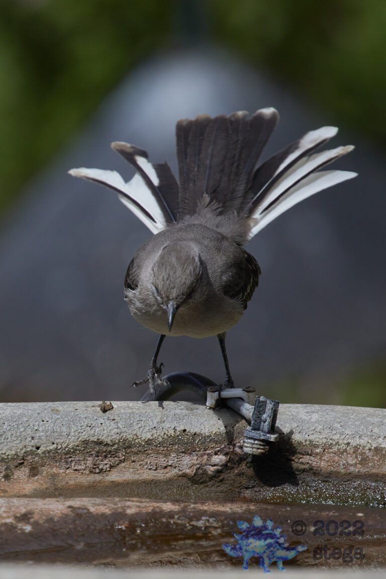 Northern Mockingbird