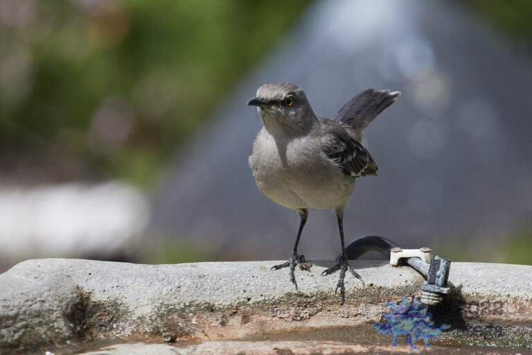 Northern Mockingbird