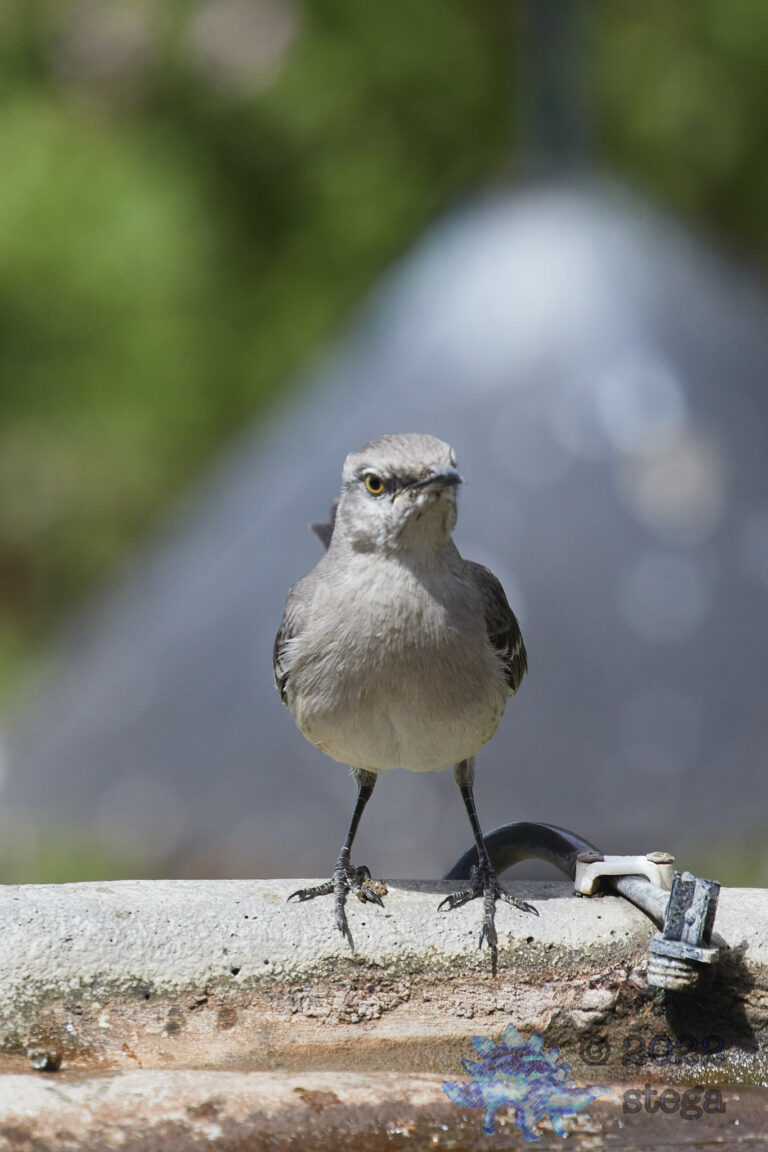 Northern Mockingbird