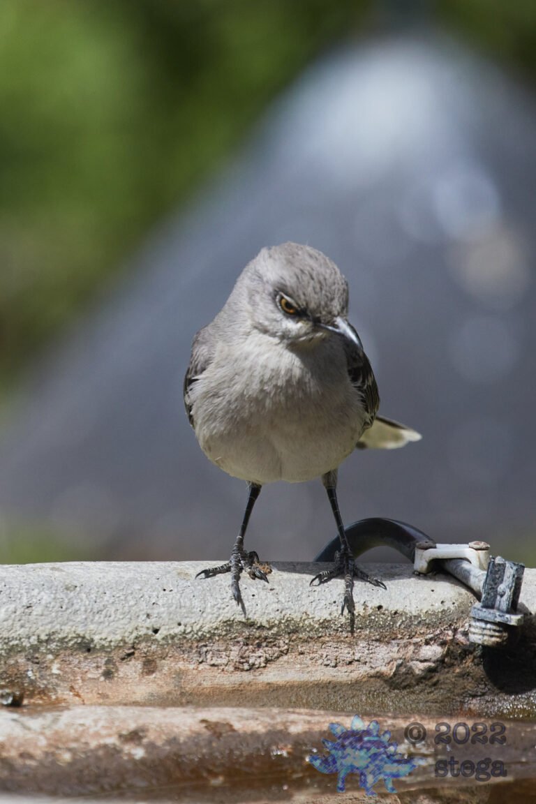 Northern Mockingbird