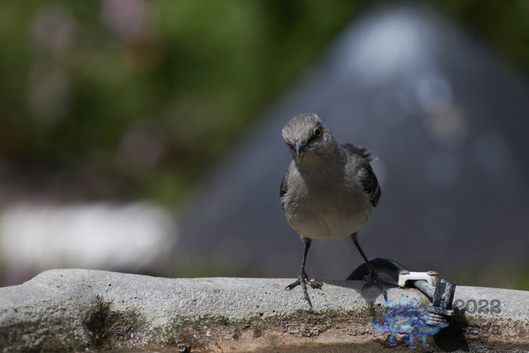 Northern Mockingbird