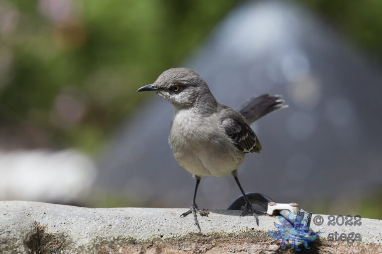 Northern Mockingbird
