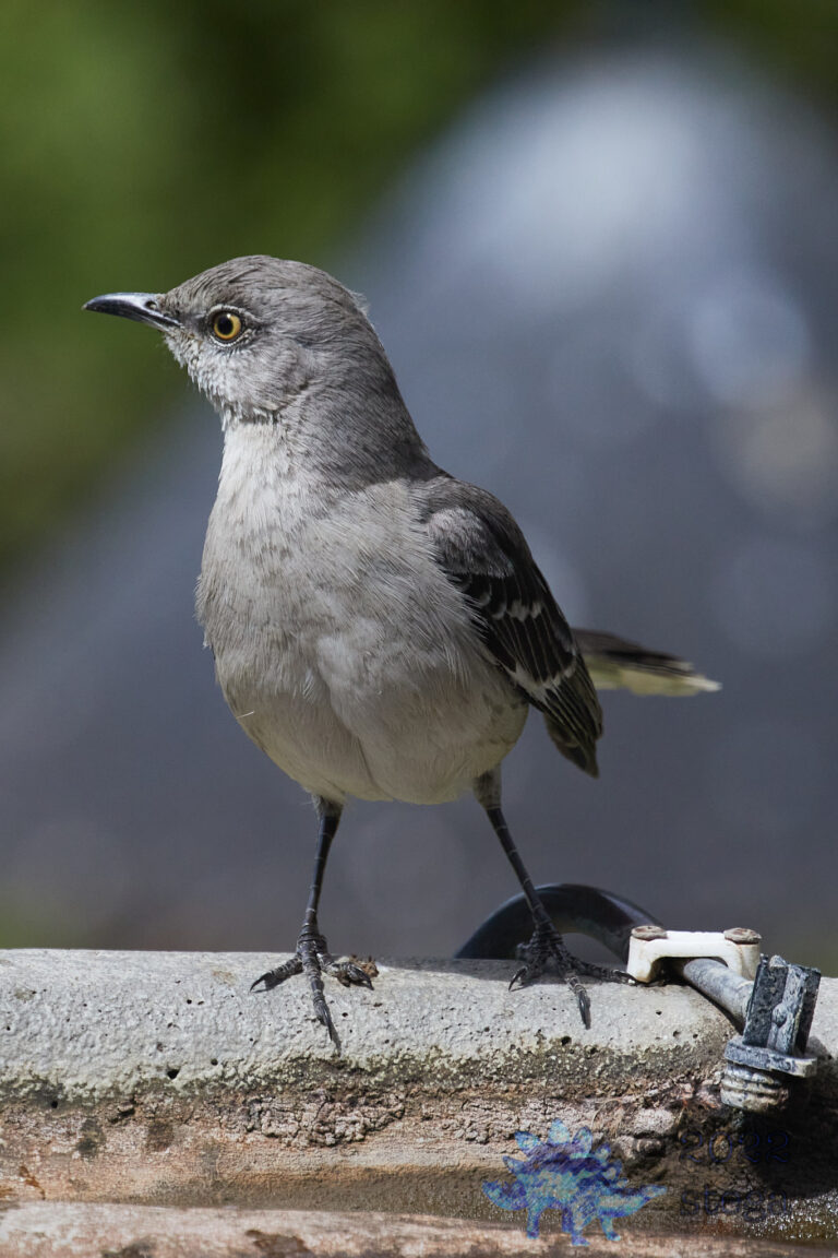 Northern Mockingbird