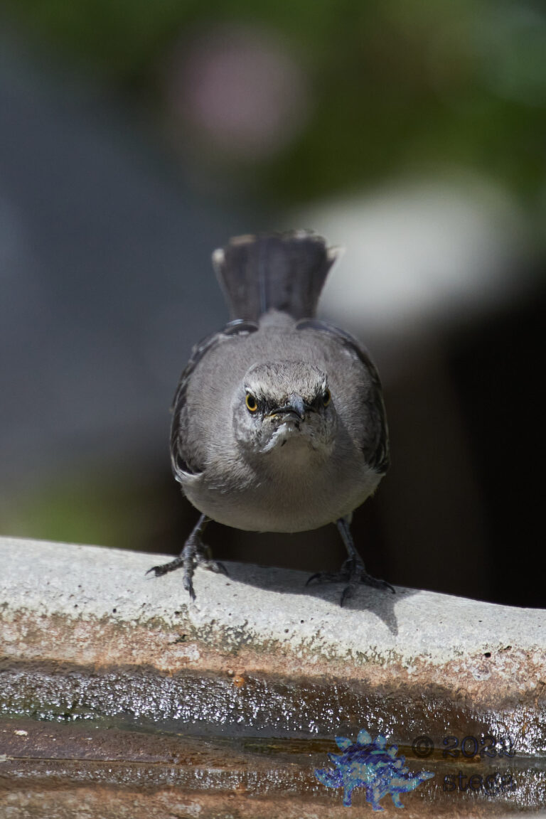 Northern Mockingbird