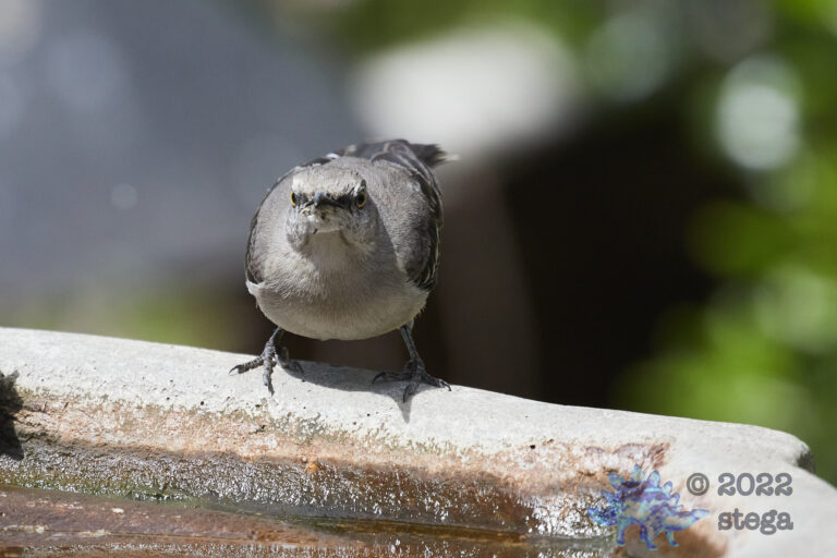 Northern Mockingbird