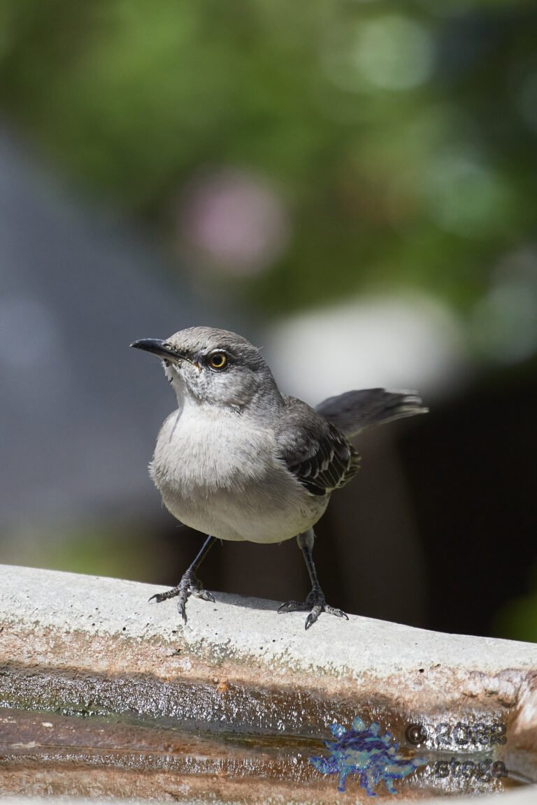 Northern Mockingbird