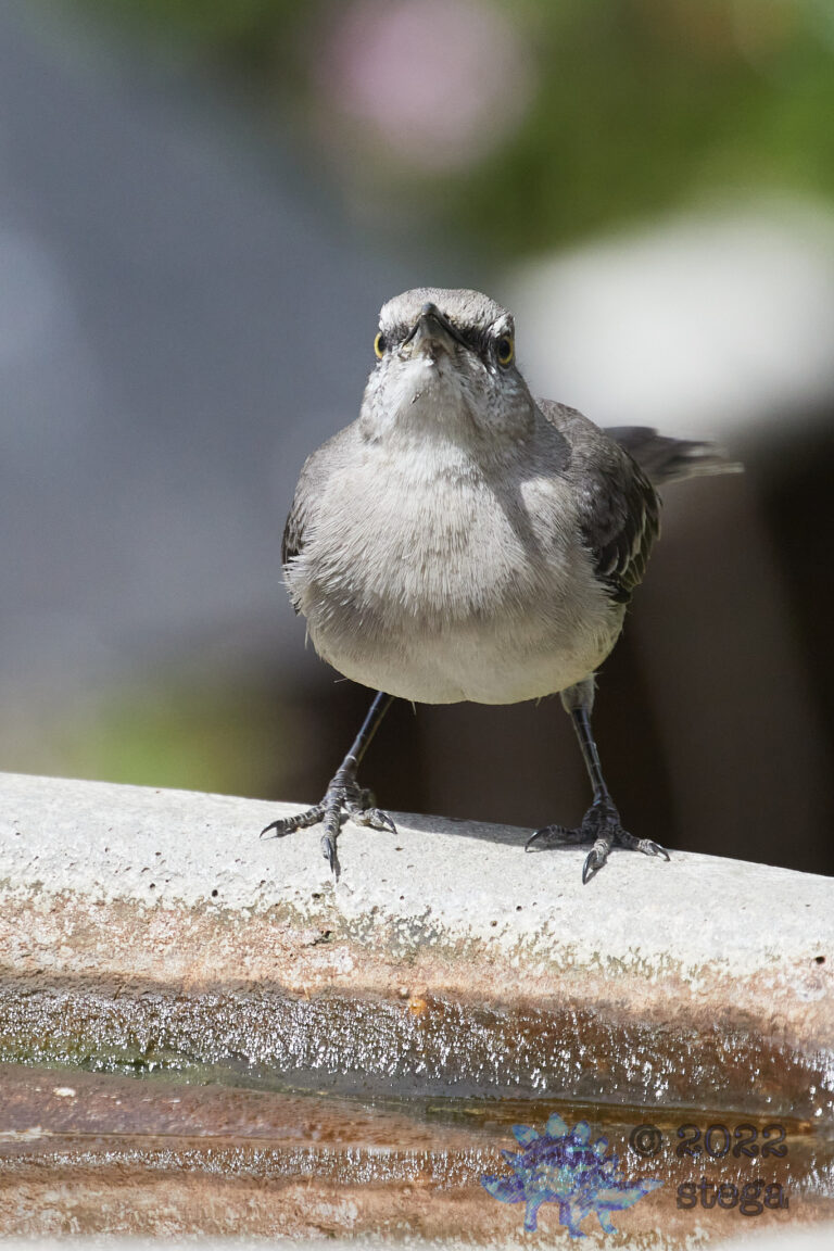 Northern Mockingbird