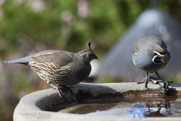 California Quail
