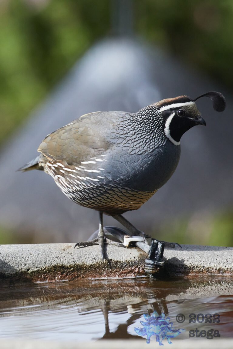 California Quail